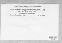 Puccinia polygoni-amphibii image